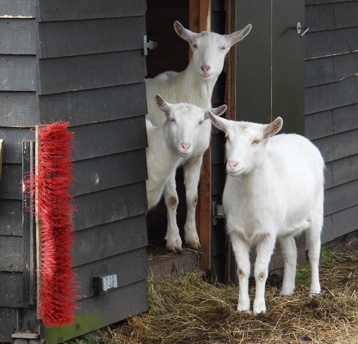 Geiten bij de boerderij van Eric en Wietske